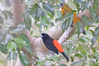 Ramphocelus costaricensis